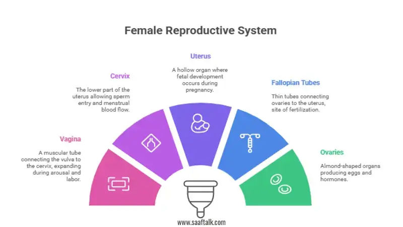 Female genitals, vagina, vulva, sexual health,