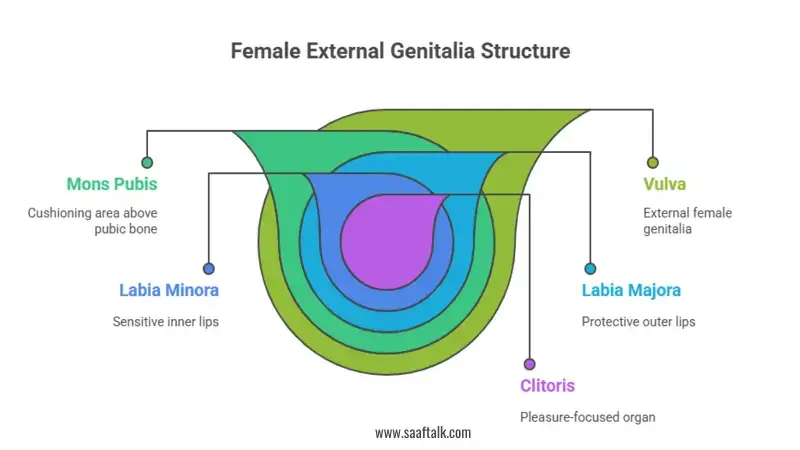Female genitals, vagina, vulva, sexual health,